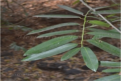 Diospyros malabarica